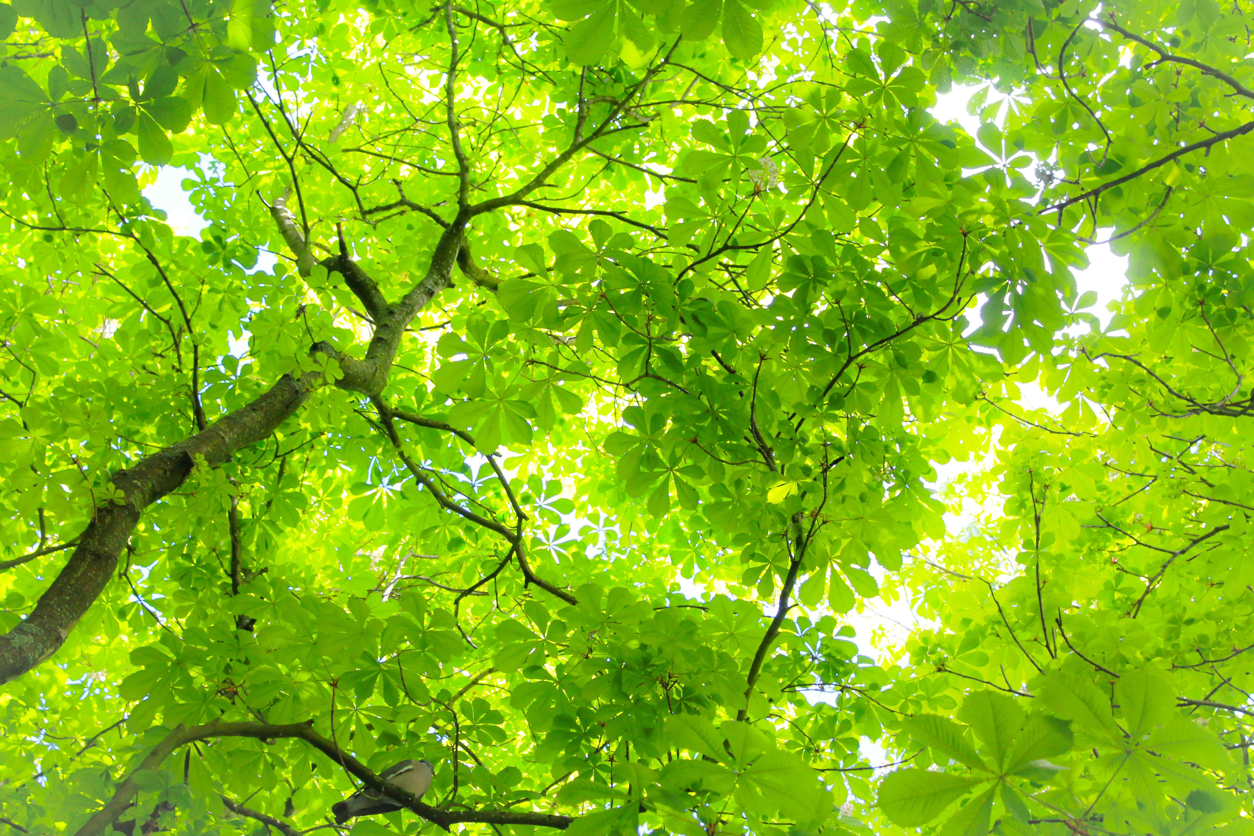 Certificación ISO 14001 Gestión ambiental para operaciones mineras