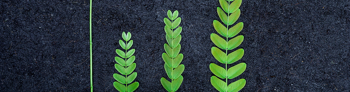 Auditor Jefe De Sistemas De Gestión Medioambiental Basado en la ISO 14001:2015 CQI e IRCA