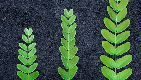 Auditor Jefe De Sistemas De Gestión Medioambiental Basado en la ISO 14001:2015 CQI e IRCA