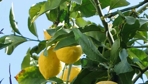 BRCGS norma global basada en plantas