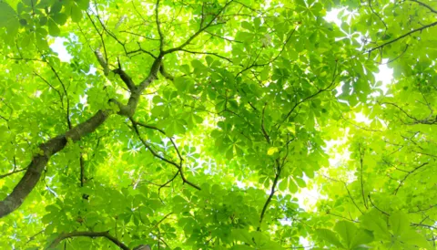 ISO 14001- Introducción al sistema de gestión ambiental - eLearning