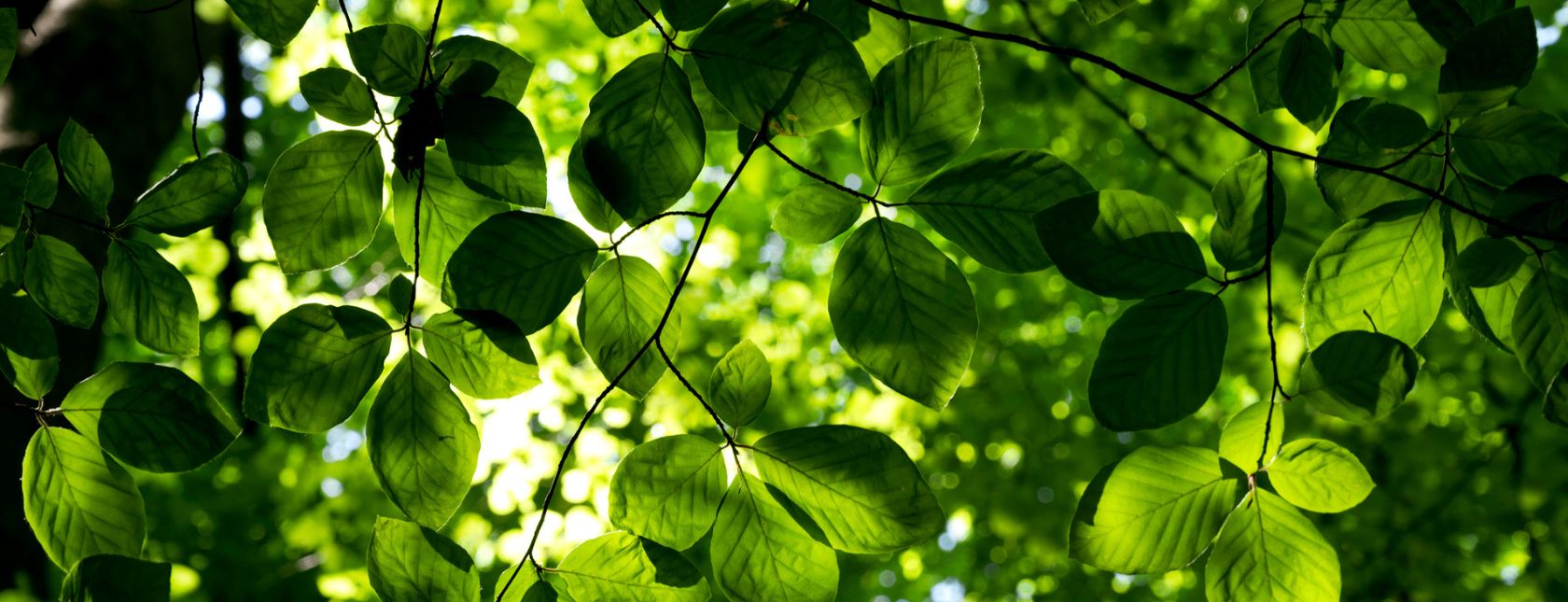 Requisitos del Curso sobre la norma ISO 14001:2015 - Sistemas de Gestión Ambiental (SGA) - eLearning