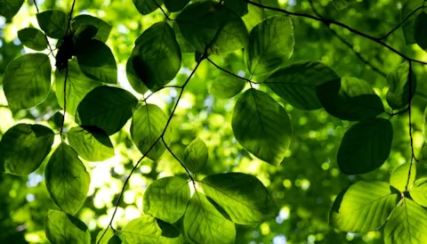 Requisitos del Curso sobre la norma ISO 14001:2015 - Sistemas de Gestión Ambiental (SGA) - eLearning