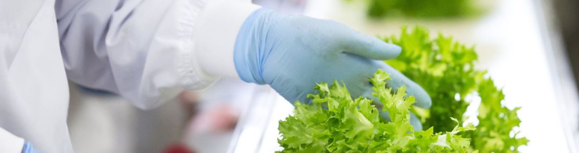 hands cleaning salad