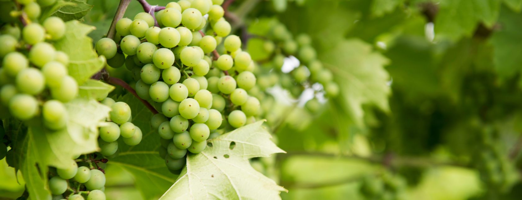 Interpretacion BRCGS V9 - Seguridad Alimentaria (Sitios) 