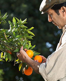 Programa de Cultura de Seguridad Alimentaria