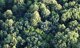 FSC® - Certificación de Cadena de Custodia