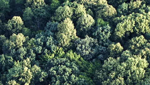 FSC® - Certificación de Cadena de Custodia