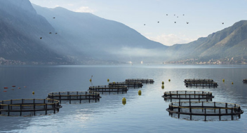 GLOBALG.A.P. IFA – Aquaculture - service