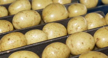 GLOBALG.A.P IFA Plants versjon 6