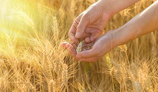 Nuestros flyers, folletos e informes de Food & Beverage (en inglés)