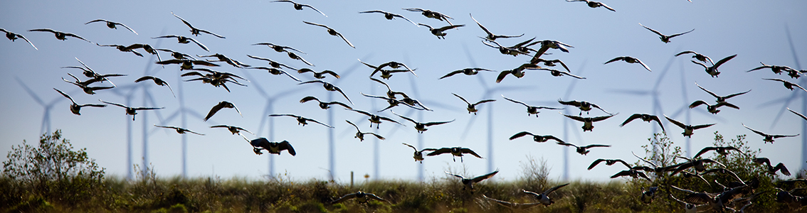 Environmental and permitting advice