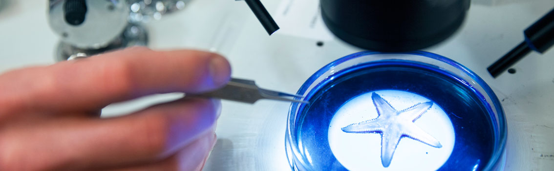 Sea star sample coloured blue under the microscope